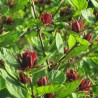 Kalikants, daudzziedu /calycanthus floridus/ - C1 kont.