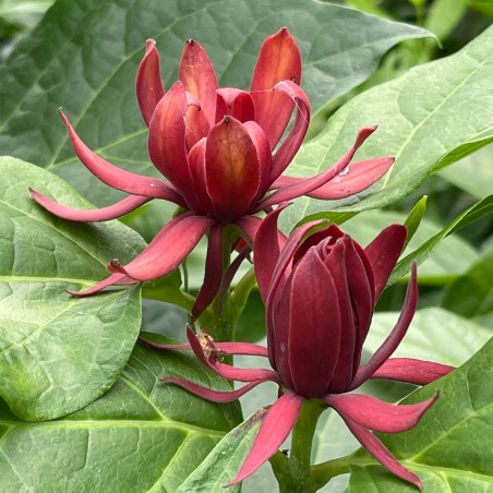 Kalikants, daudzziedu /calycanthus floridus/ - C1 kont.