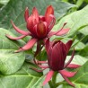 Kalikants, daudzziedu /calycanthus floridus/ - C1 kont.
