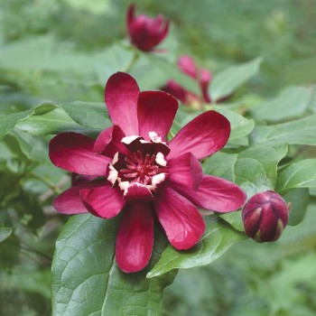 Kalikants, daudzziedu /calycanthus floridus/ - C1 kont.