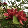 Kalikants, daudzziedu /calycanthus floridus/ - C1 kont.