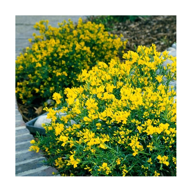 Šluotkrūmis, Lidijos /genista lydia/ - P9 kont.