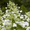 Hortenzija, šluotelinė ,,Levana,, /Hydrangea paniculata/ - P9 kont.