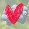 Krūmmellene ,,Bluegold,, /Vaccinium corymbosum/ - C2,5 kont.