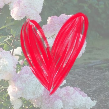 Hortenzija, skarainā ,,Vanille Fraise,, /Hydrangea paniculata/ - C2,5kont.
