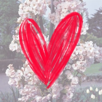 Japānas ziedu ķirsis - sakura ,,Amanogawa,, /Prunus serrulata/ - 150-160cm, C7 kont.