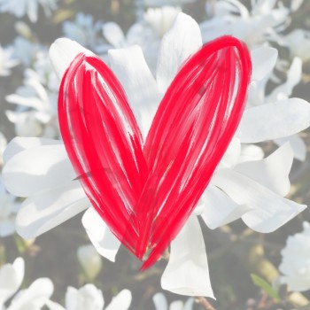 Magnolija ,,Royal Star,, /magnolia stellata/ - C2,5 Kont.