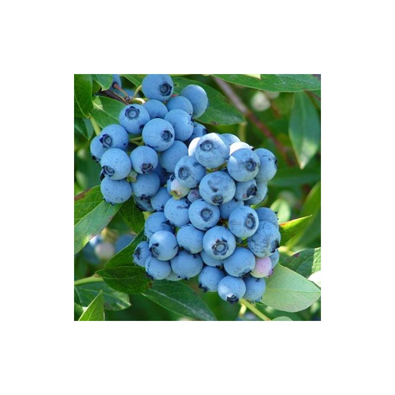 Krūmmellene ,,Nelson,, /Vaccinium corymbosum/ - 5gad., spēcīgs stāds