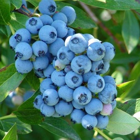 Krūmmellene ,,Nelson,, /Vaccinium corymbosum/ - 5gad., spēcīgs stāds