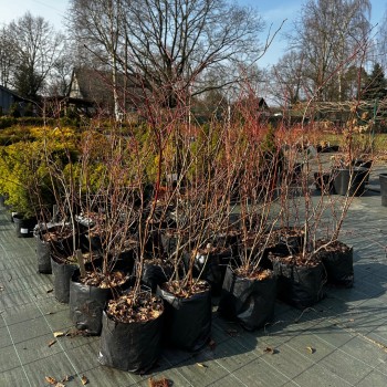 Krūmmellene ,,Nelson,, /Vaccinium corymbosum/ - 5gad., spēcīgs stāds