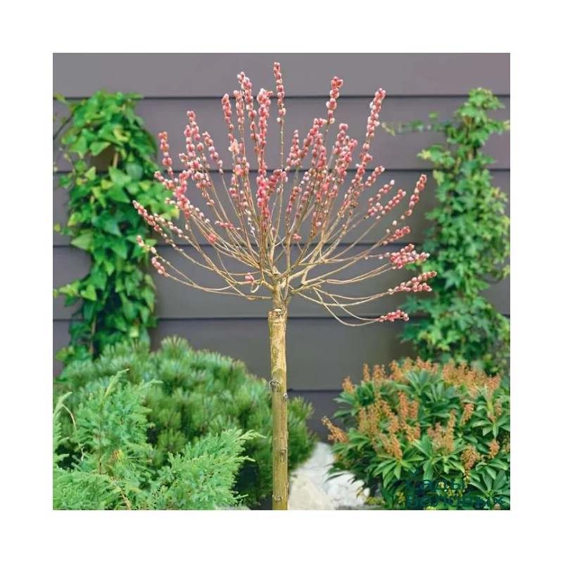 Kārkls, smalkirbuļu ,,Mount Aso,, /Salix gracilistyla/ - augstcelma - PA 80cm., C3 kont.