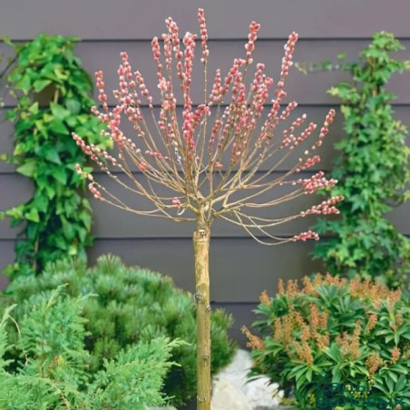 Kārkls, smalkirbuļu ,,Mount Aso,, /Salix gracilistyla/ - augstcelma - PA 80cm., C3 kont.