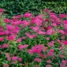 Lanksva, japoninė "Anthony Waterer"/Spiraea japonica/ - C3 kont.