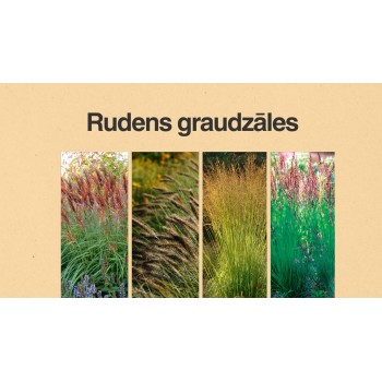 Rudens graudzāļu šķirņu apraksti un kopšanas nostādnes - PDF materiāls