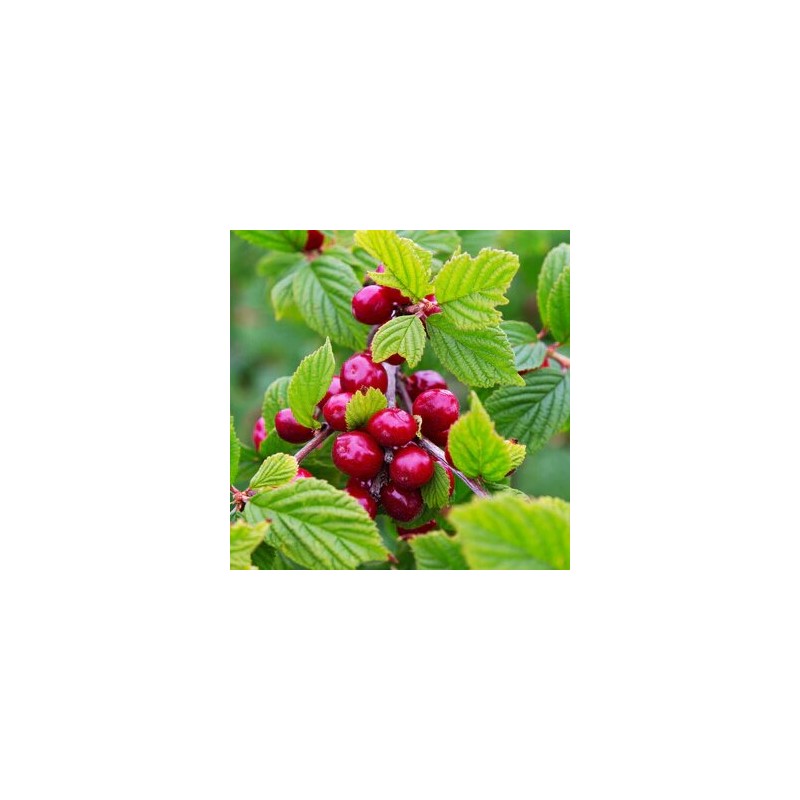 Ķirsis, tūbainais "Red Ninja" /prunus tomentosa/