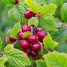 Ķirsis, tūbainais "Red Ninja" /prunus tomentosa/