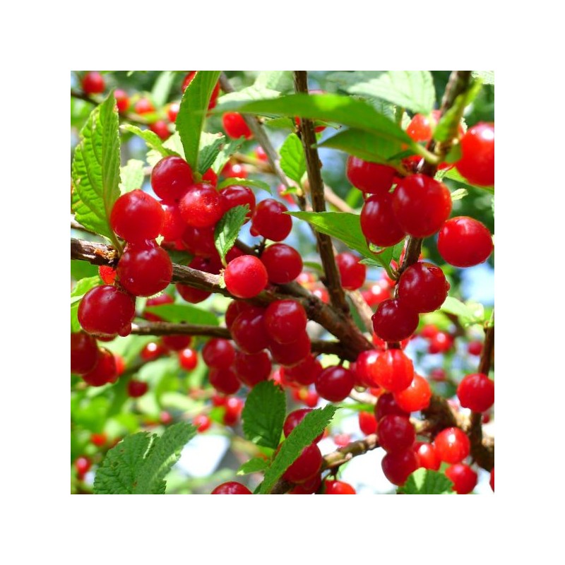 Ķirsis, tūbainais "Tatjana" /prunus tomentosa/