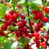 Ķirsis, tūbainais "Tatjana" /prunus tomentosa/
