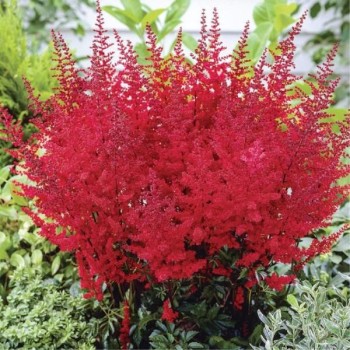 Astilbe, ārenda 'Fanal'...