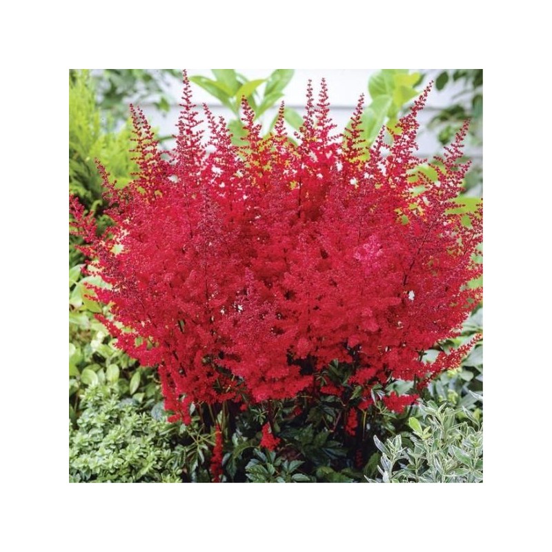 Astilbe, ārenda 'Fanal' /Astilbe arendsii/ C2 kont.
