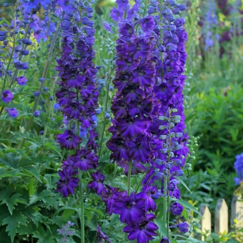 Delfīnija 'Dark blue dark bee' /Delphynium/ - P12 kont.
