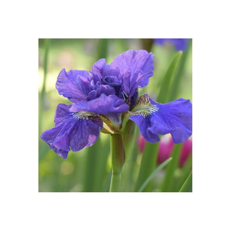 Īriss, Sibīrijas 'Concord Crach' /Iris Sibirica/ - C2 kont.