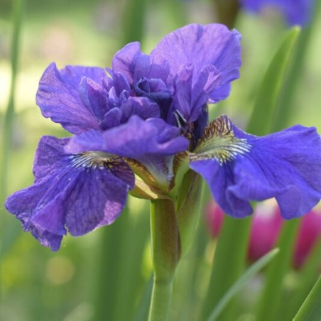 Īriss, Sibīrijas 'Concord Crach' /Iris Sibirica/ - C2 kont.
