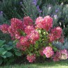 Hortenzija, skarainā ,,Diamond Rouge,, /Hydrangea paniculata/ - C2,5 kont.