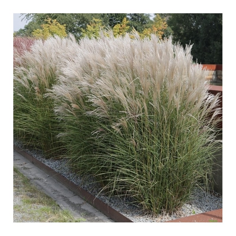 Miskante, Ķīnas 'Kleine Silberspinne' /Miscanthus sinensis/ - C2,5 kont.