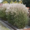 Miskante, Ķīnas 'Kleine Silberspinne' /Miscanthus sinensis/ - C2,5 kont.