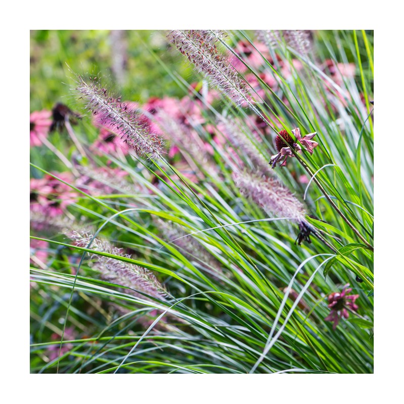 Spalvzāle, lapsastu 'Arboretum' /Pennisetum alepecuroides/ - C2 kont.