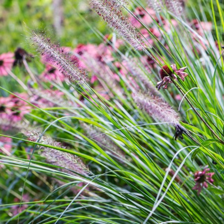 Spalvzāle, lapsastu 'Arboretum' /Pennisetum alepecuroides/ - C2 kont.