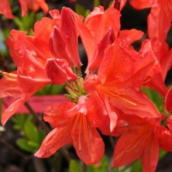 Vasarzaļais rododendrs...