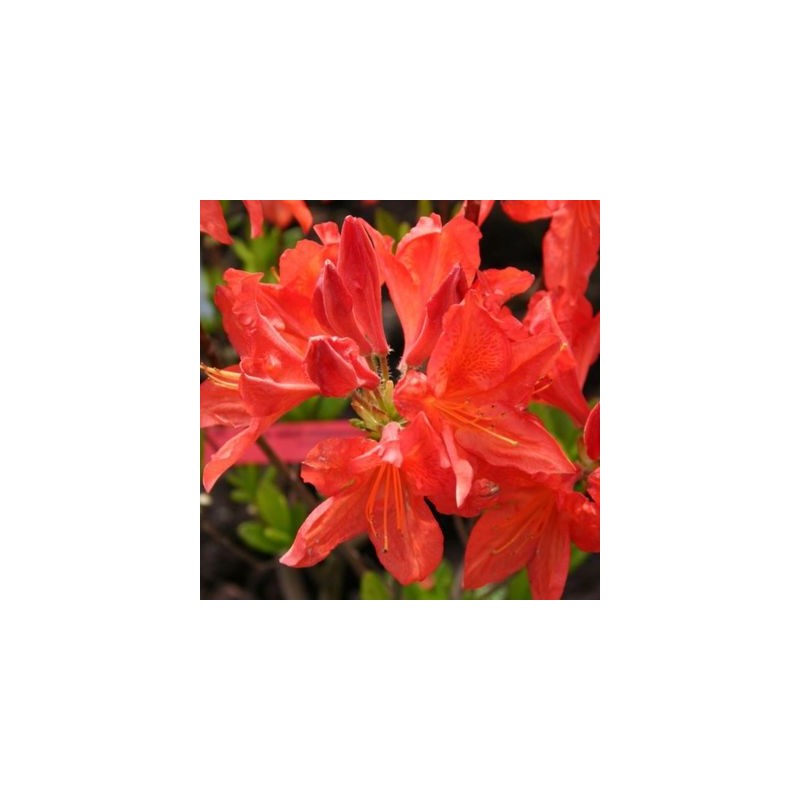 Vasarzaļais rododendrs "Saturnus,, /azalea mollis/ - C3 kont.