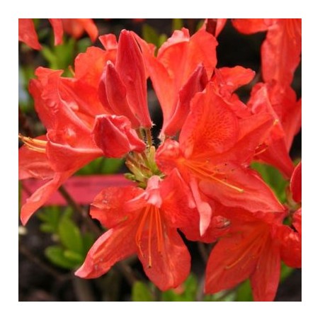 Vasarzaļais rododendrs "Saturnus,, /azalea mollis/ - C3 kont.