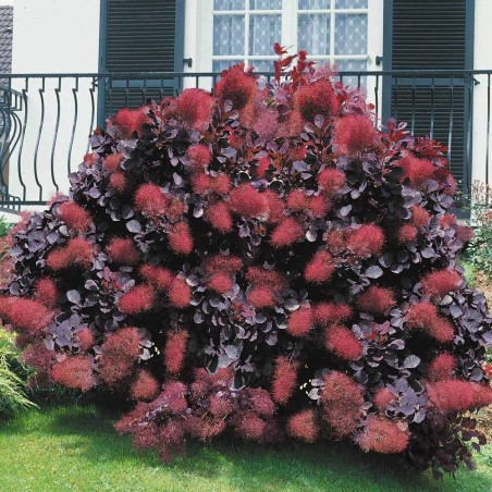 Parūkkoks ,,Royal Purple,,/Cotinus coggygria/- C2 kont.