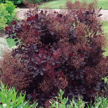 Parūkkoks ,,Royal Purple,,/Cotinus coggygria/- C2,5 kont.