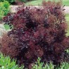 Perukmedis ,,Royal Purple,,/Cotinus coggygria/- C2,5 kont.