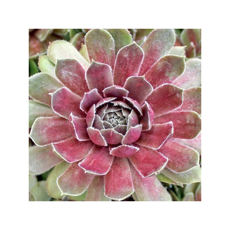 Saulrietenis "Big Sam Power Grenade" /sempervivum/ - P12 kont.