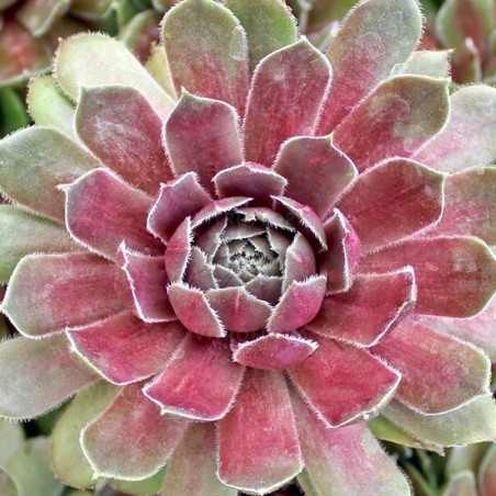 Saulrietenis "Big Sam Power Grenade" /sempervivum/ - P12 kont.