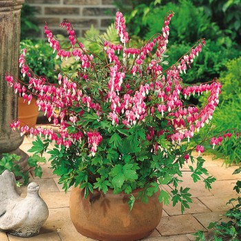 Lauztā sirds /dicentra...