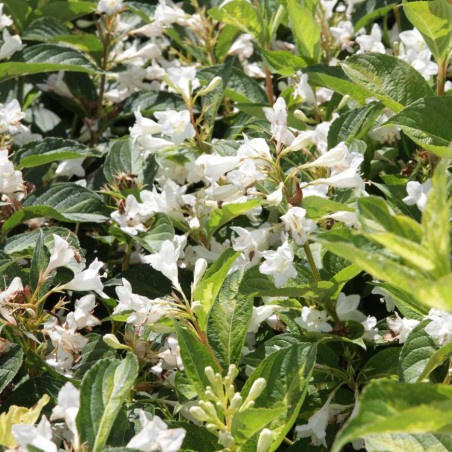 Veigela, krāšņā ,,Milk & Honey,,/Weigela florida/- C2 kont.