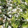 Veigela, krāšņā ,,Milk & Honey,,/Weigela florida/- C2 kont.