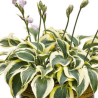Hosta 'Autumn Frost' /Hosta/ - P12 kont.