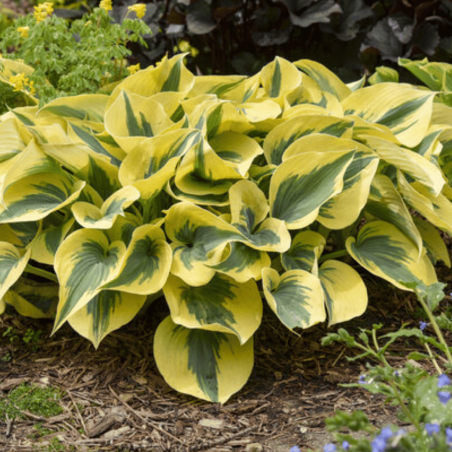 Hosta 'Autumn Frost' /Hosta/ - P12 kont.