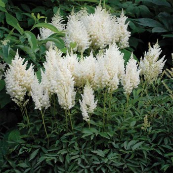 Astilbe, ārenda 'Weisse...
