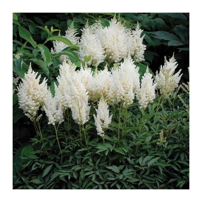 Astilbe, ārenda 'Weisse Gloria' /Astilbe arendsii/ C1 kont.