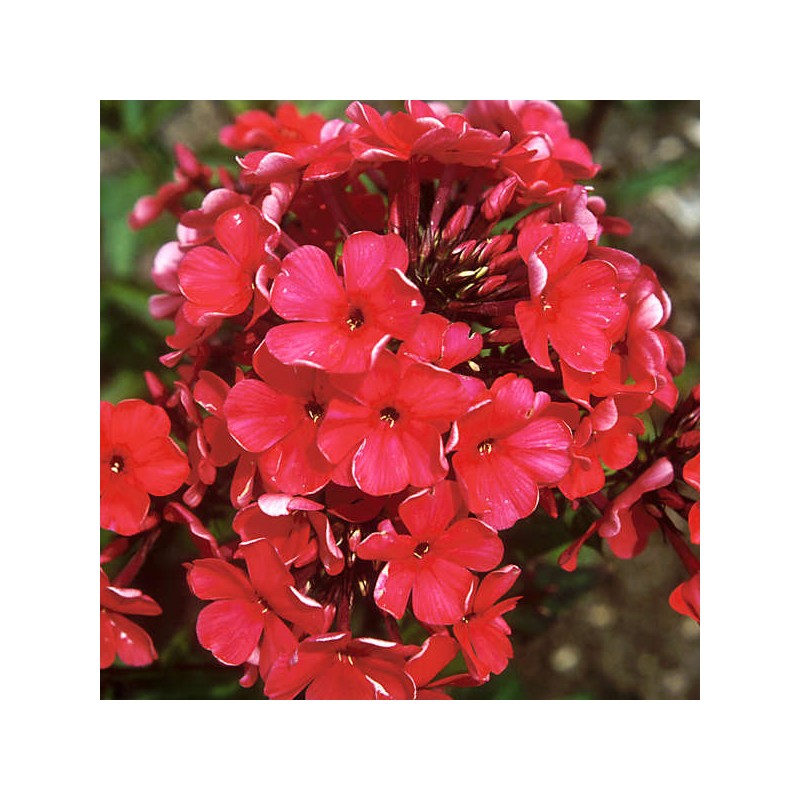 Floksis, skarainais ‘Starfire’/Phlox paniculata/ P12 kont.