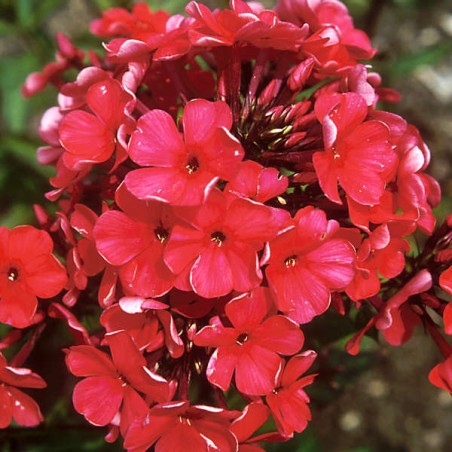 Floksis, skarainais ‘Starfire’/Phlox paniculata/ P12 kont.