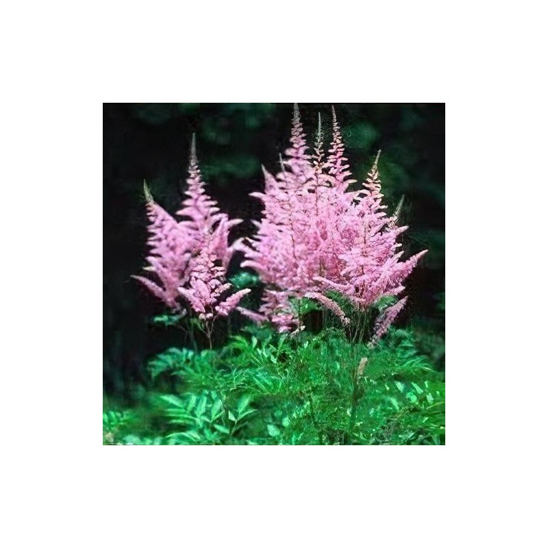 Astilbe, ārenda 'Hyacinth' /Astilbe arendsii/ P12 kont.
